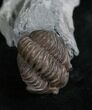 Partially Enrolled Flexicalymene Trilobite In Matrix #8322-1